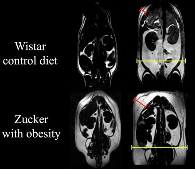 41366_2024_1644_Fig1_HTML.png - copie