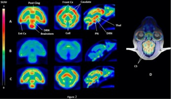 fnins-15-622423-g002